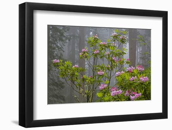 California, Redwood National Park, Lady Bird Johnson Grove, redwood trees with rhododendrons-Jamie & Judy Wild-Framed Photographic Print