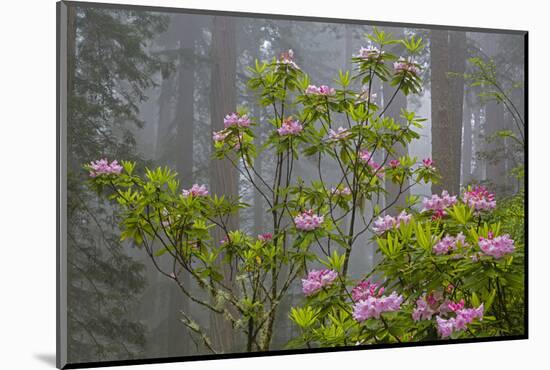 California, Redwood National Park, Lady Bird Johnson Grove, redwood trees with rhododendrons-Jamie & Judy Wild-Mounted Photographic Print