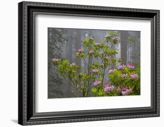 California, Redwood National Park, Lady Bird Johnson Grove, redwood trees with rhododendrons-Jamie & Judy Wild-Framed Photographic Print