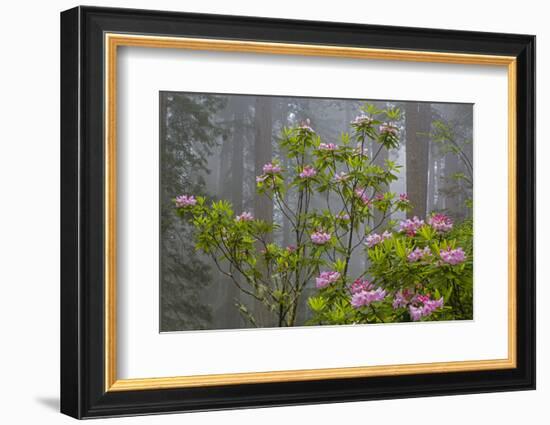 California, Redwood National Park, Lady Bird Johnson Grove, redwood trees with rhododendrons-Jamie & Judy Wild-Framed Photographic Print