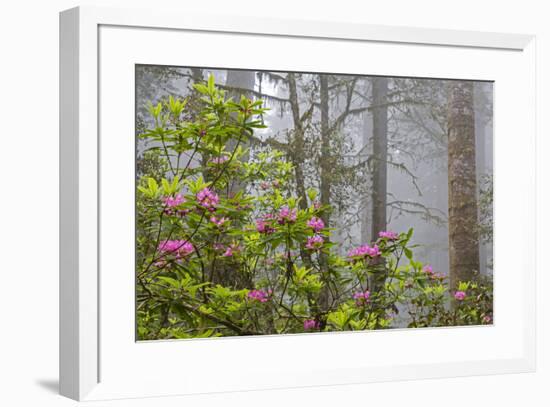 California, Redwood National Park, Lady Bird Johnson Grove, redwood trees with rhododendrons-Jamie & Judy Wild-Framed Premium Photographic Print