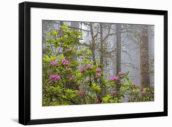 California, Redwood National Park, Lady Bird Johnson Grove, redwood trees with rhododendrons-Jamie & Judy Wild-Framed Premium Photographic Print