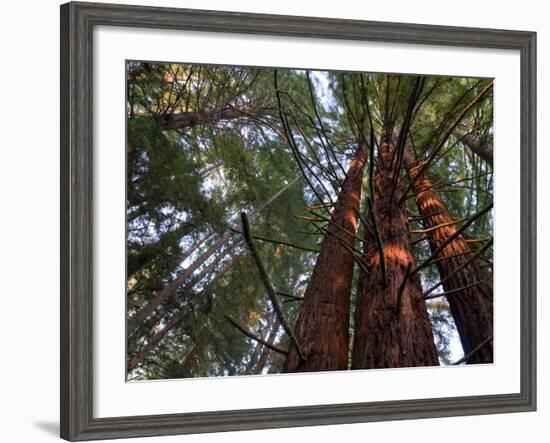 California, Redwood National Park, Redwood Tree Forest, USA-Michele Falzone-Framed Photographic Print