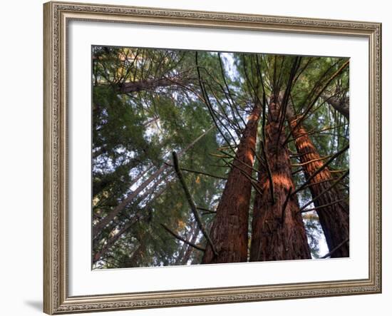 California, Redwood National Park, Redwood Tree Forest, USA-Michele Falzone-Framed Photographic Print