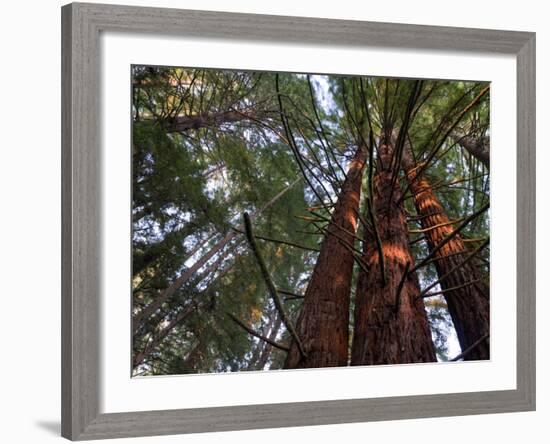 California, Redwood National Park, Redwood Tree Forest, USA-Michele Falzone-Framed Photographic Print