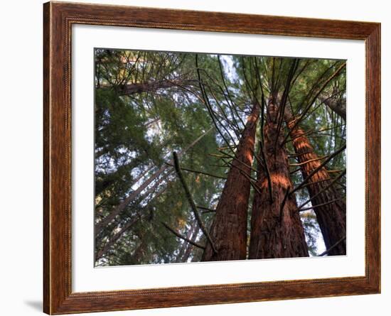 California, Redwood National Park, Redwood Tree Forest, USA-Michele Falzone-Framed Photographic Print