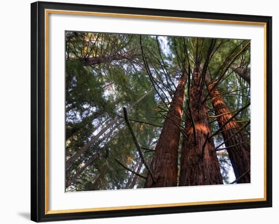 California, Redwood National Park, Redwood Tree Forest, USA-Michele Falzone-Framed Photographic Print