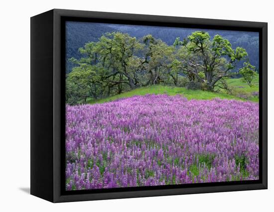 California, Redwood National Park-John Barger-Framed Premier Image Canvas