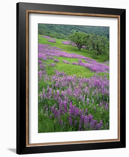 California, Redwood National Park-John Barger-Framed Photographic Print