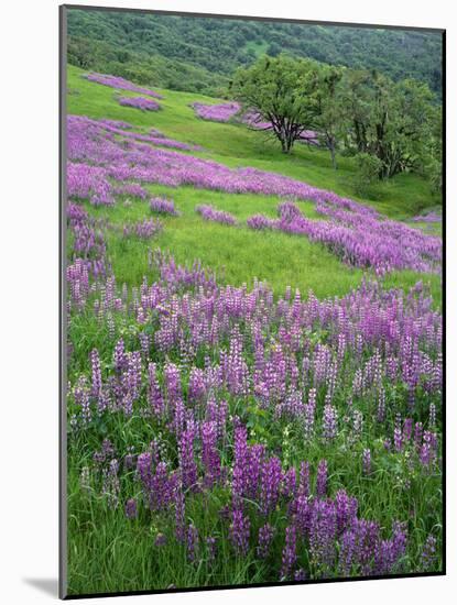 California, Redwood National Park-John Barger-Mounted Photographic Print