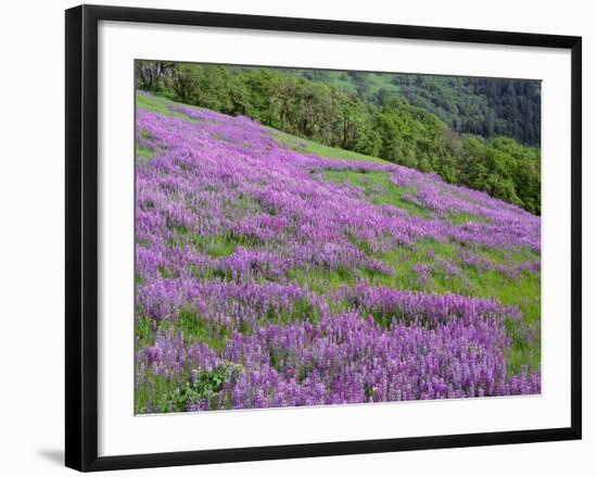 California, Redwood National Park-John Barger-Framed Photographic Print