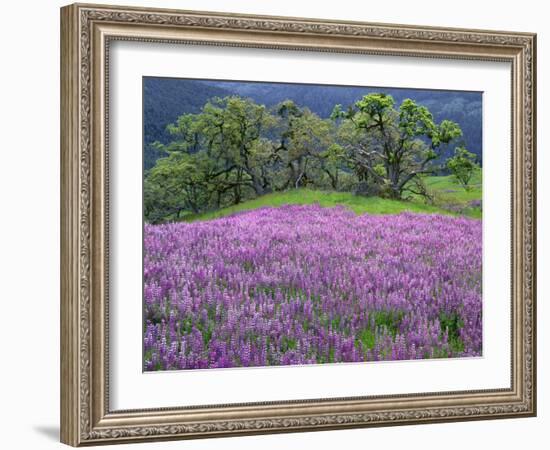 California, Redwood National Park-John Barger-Framed Photographic Print