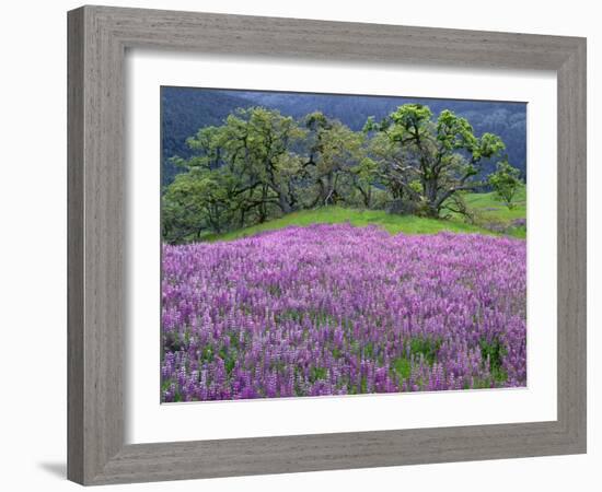 California, Redwood National Park-John Barger-Framed Photographic Print