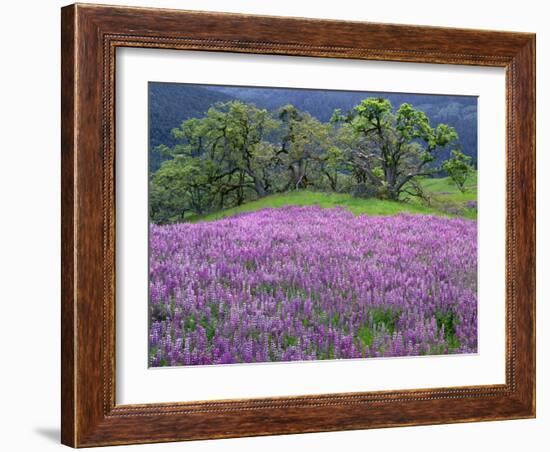 California, Redwood National Park-John Barger-Framed Photographic Print