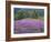 California, Redwood National Park-John Barger-Framed Photographic Print