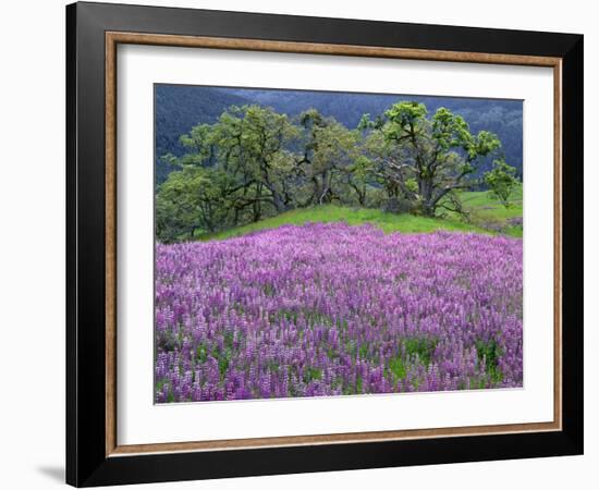 California, Redwood National Park-John Barger-Framed Photographic Print