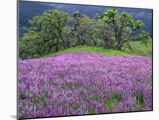 California, Redwood National Park-John Barger-Mounted Photographic Print