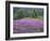 California, Redwood National Park-John Barger-Framed Photographic Print