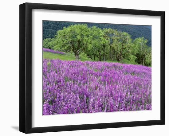 California, Redwood National Park-John Barger-Framed Photographic Print