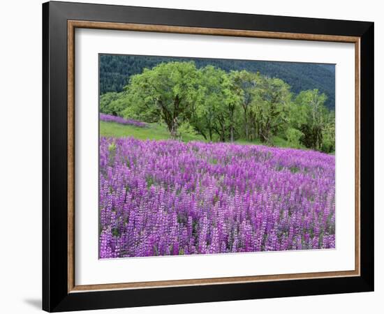 California, Redwood National Park-John Barger-Framed Photographic Print