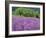 California, Redwood National Park-John Barger-Framed Photographic Print