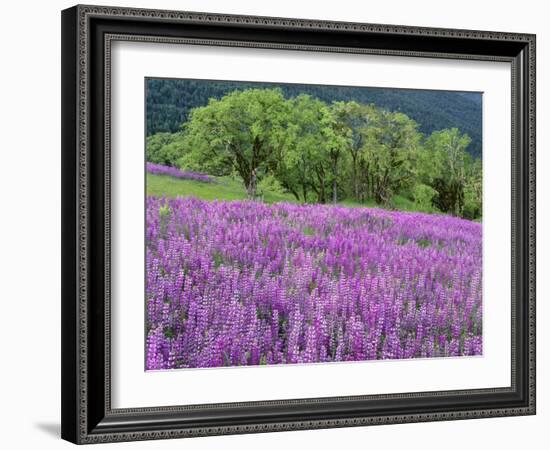 California, Redwood National Park-John Barger-Framed Photographic Print