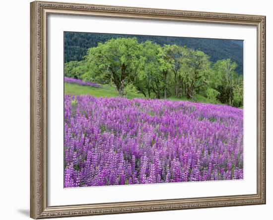 California, Redwood National Park-John Barger-Framed Photographic Print