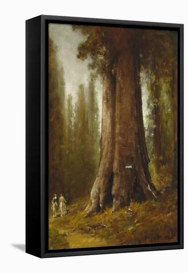 California Redwood Trees-Thomas Hill-Framed Premier Image Canvas
