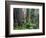 California, Redwoods Tower Above Ferns and Seedlings in Understory-John Barger-Framed Photographic Print