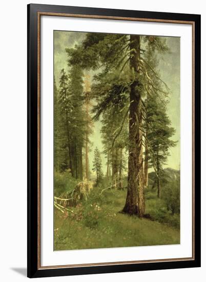 California Redwoods-Albert Bierstadt-Framed Giclee Print