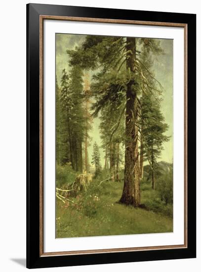 California Redwoods-Albert Bierstadt-Framed Giclee Print