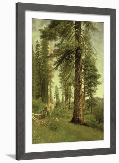 California Redwoods-Albert Bierstadt-Framed Giclee Print