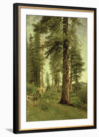 California Redwoods-Albert Bierstadt-Framed Giclee Print