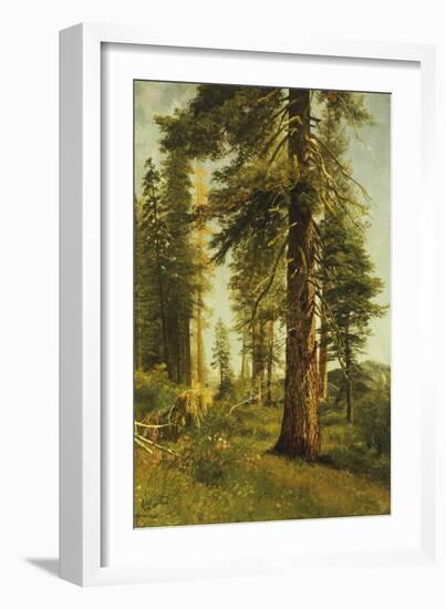 California Redwoods-Albert Bierstadt-Framed Giclee Print