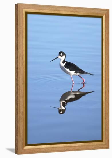 California, San Diego. Black-Necked Stilt in Lindo Lake-Jaynes Gallery-Framed Premier Image Canvas