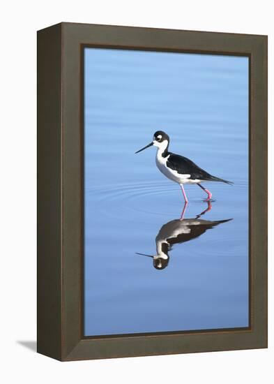 California, San Diego. Black-Necked Stilt in Lindo Lake-Jaynes Gallery-Framed Premier Image Canvas