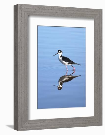 California, San Diego. Black-Necked Stilt in Lindo Lake-Jaynes Gallery-Framed Photographic Print