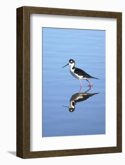 California, San Diego. Black-Necked Stilt in Lindo Lake-Jaynes Gallery-Framed Photographic Print