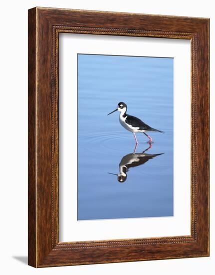 California, San Diego. Black-Necked Stilt in Lindo Lake-Jaynes Gallery-Framed Photographic Print