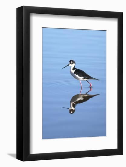 California, San Diego. Black-Necked Stilt in Lindo Lake-Jaynes Gallery-Framed Photographic Print