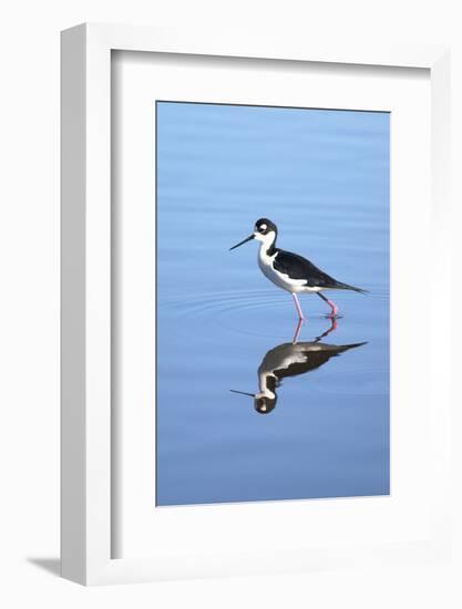 California, San Diego. Black-Necked Stilt in Lindo Lake-Jaynes Gallery-Framed Photographic Print