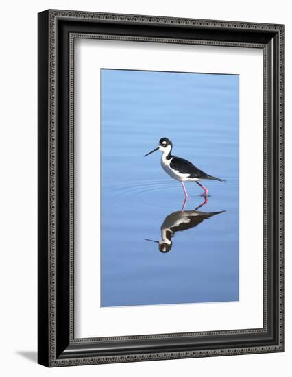 California, San Diego. Black-Necked Stilt in Lindo Lake-Jaynes Gallery-Framed Photographic Print