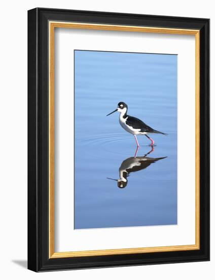 California, San Diego. Black-Necked Stilt in Lindo Lake-Jaynes Gallery-Framed Photographic Print