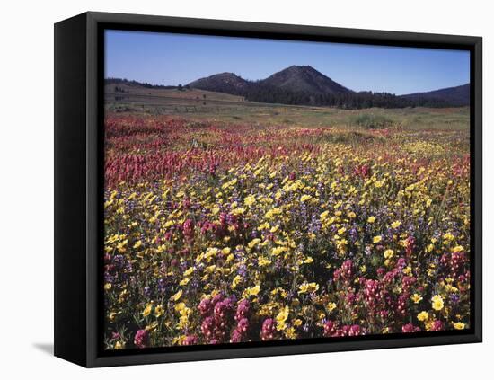 California, San Diego, Rancho Cuyamaca Sp, Flowers by Cuyamaca Lake-Christopher Talbot Frank-Framed Premier Image Canvas