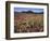 California, San Diego, Rancho Cuyamaca Sp, Flowers by Cuyamaca Lake-Christopher Talbot Frank-Framed Photographic Print