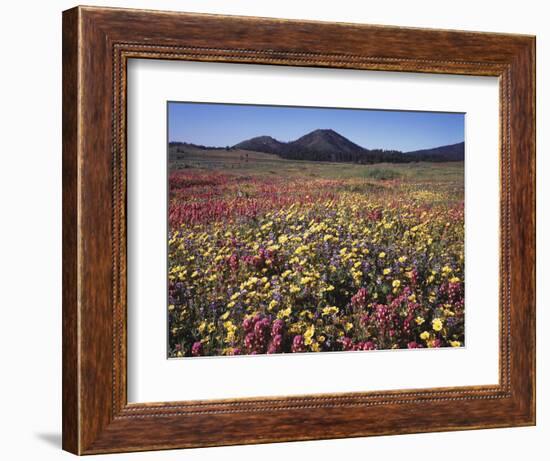 California, San Diego, Rancho Cuyamaca Sp, Flowers by Cuyamaca Lake-Christopher Talbot Frank-Framed Photographic Print