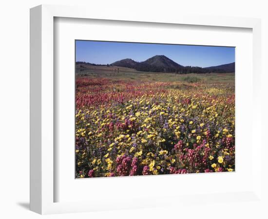 California, San Diego, Rancho Cuyamaca Sp, Flowers by Cuyamaca Lake-Christopher Talbot Frank-Framed Photographic Print