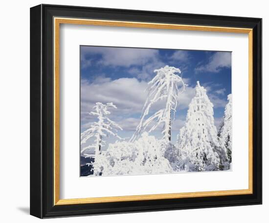 California, San Diego, Rancho Cuyamaca Sp, Snow Covered Tree-Christopher Talbot Frank-Framed Photographic Print