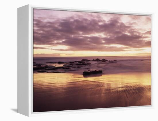 California, San Diego, Sunset Cliffs, Sunset Reflecting on a Beach-Christopher Talbot Frank-Framed Premier Image Canvas