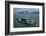 California, San Francisco, Alcatraz Island, San Francisco Bay, Aerial-David Wall-Framed Photographic Print